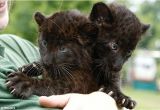 Black Panther Cubs for Sale Time for Our Close Up the astonishing Blue Eyed Gaze Of