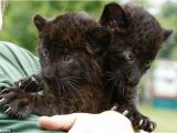 Black Panther Cubs for Sale Time for Our Close Up the astonishing Blue Eyed Gaze Of