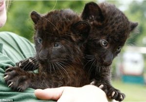 Black Panther Cubs for Sale Time for Our Close Up the astonishing Blue Eyed Gaze Of