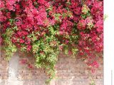 Blossoms On the Bricks Colorful Bougainvillea In Full Bloom On Concrete and Brick