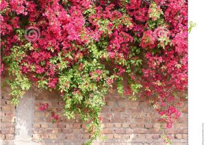 Blossoms On the Bricks Colorful Bougainvillea In Full Bloom On Concrete and Brick