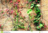 Blossoms On the Bricks Flower Flowers Red Brick Wall Stock Photo Image Of