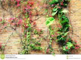 Blossoms On the Bricks Flower Flowers Red Brick Wall Stock Photo Image Of