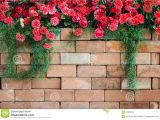 Blossoms On the Bricks Flowers On the Brick Wall Stock Image Image Of Background