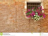 Blossoms On the Bricks Pink and White Petunia Flowers On the Windowsill Of A