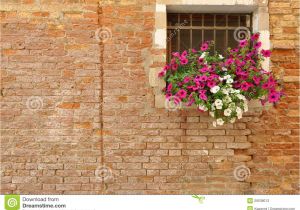Blossoms On the Bricks Pink and White Petunia Flowers On the Windowsill Of A