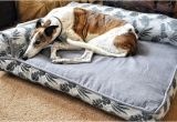 Bolster Dog Bed Costco Bolster Beds at Costco Everything Else Greyhound Greytalk