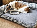 Bolster Dog Bed Costco Bolster Beds at Costco Everything Else Greyhound Greytalk