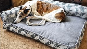 Bolster Dog Bed Costco Bolster Beds at Costco Everything Else Greyhound Greytalk