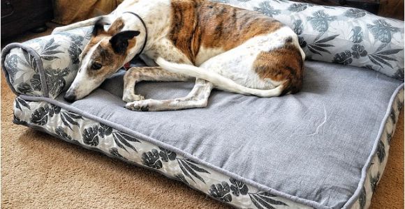 Bolster Dog Bed Costco Bolster Beds at Costco Everything Else Greyhound Greytalk