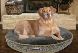 Bolster Dog Bed Costco Costco Dog Bed Custom Costco Uk Kirkland Signature X