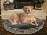 Bolster Dog Bed Costco Costco Dog Bed Custom Costco Uk Kirkland Signature X