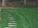 Boreal Creeping Red Fescue 5 Lbs Boreal Creeping Red Fescue Grass Seed Shade tolerant