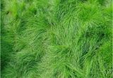 Boreal Creeping Red Fescue Creeping Red Fescue Grass Seed Festuca Rubra Seed World
