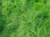 Boreal Creeping Red Fescue Creeping Red Fescue Grass Seed Festuca Rubra Seed World