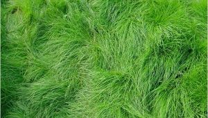 Boreal Creeping Red Fescue Creeping Red Fescue Grass Seed Festuca Rubra Seed World