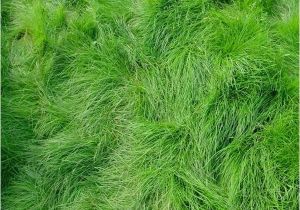 Boreal Creeping Red Fescue Creeping Red Fescue Grass Seed Festuca Rubra Seed World