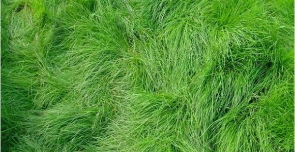 Boreal Creeping Red Fescue Creeping Red Fescue Grass Seed Festuca Rubra Seed World