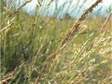 Boreal Creeping Red Fescue Creeping Red Fescue Lookup beforebuying