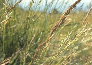 Boreal Creeping Red Fescue Creeping Red Fescue Lookup beforebuying