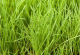 Boreal Creeping Red Fescue Creeping Red Fescue Lookup beforebuying