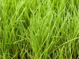 Boreal Creeping Red Fescue Creeping Red Fescue Lookup beforebuying