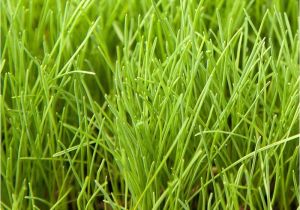 Boreal Creeping Red Fescue Creeping Red Fescue Lookup beforebuying