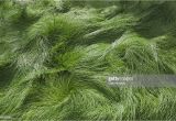 Boreal Creeping Red Fescue Meadow Of Red Fescue Grass Stock Photo Getty Images