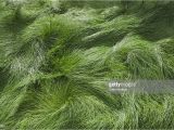 Boreal Creeping Red Fescue Meadow Of Red Fescue Grass Stock Photo Getty Images