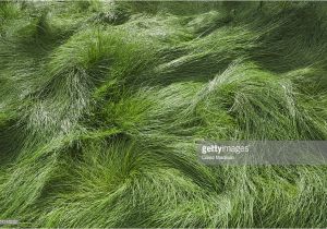 Boreal Creeping Red Fescue Meadow Of Red Fescue Grass Stock Photo Getty Images