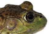 Bullfrog Tadpoles for Sale American Bullfrogs for Sale Underground Reptiles