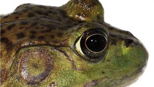 Bullfrog Tadpoles for Sale American Bullfrogs for Sale Underground Reptiles