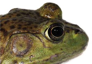 Bullfrog Tadpoles for Sale American Bullfrogs for Sale Underground Reptiles