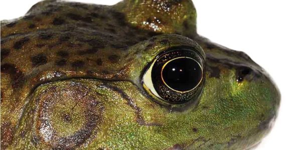 Bullfrog Tadpoles for Sale American Bullfrogs for Sale Underground Reptiles