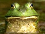 Bullfrog Tadpoles for Sale Bullfrog Cd Frog sounds Bull Frogs Audio Cd 75 Minutes