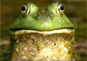 Bullfrog Tadpoles for Sale Bullfrog Cd Frog sounds Bull Frogs Audio Cd 75 Minutes