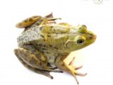 Bullfrog Tadpoles for Sale Do Bullfrogs Make Good Pets