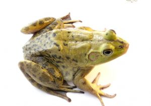 Bullfrog Tadpoles for Sale Do Bullfrogs Make Good Pets