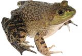 Bullfrog Tadpoles for Sale for Sale American Bullfrog 10 Faunaclassifieds