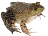 Bullfrog Tadpoles for Sale for Sale American Bullfrog 10 Faunaclassifieds