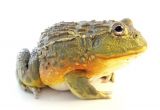 Bullfrog Tadpoles for Sale Pixie Frog for Sale Reptiles for Sale