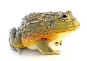Bullfrog Tadpoles for Sale Pixie Frog for Sale Reptiles for Sale