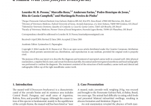 Canine tooth Extraction aftercare Pdf Extraction Of Unerupted Maxillary Canine Teeth In A Maned Wolf