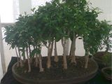 Care Instructions for Ficus Microcarpa Ginseng Bonsai Tree