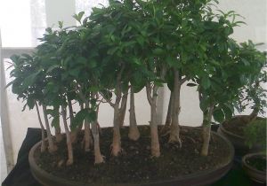Care Instructions for Ficus Microcarpa Ginseng Bonsai Tree