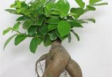 Care Instructions for Ficus Microcarpa Ginseng Ficus Pflege Ficus Ginseng Bonsai Oder Baum