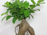 Care Instructions for Ficus Microcarpa Ginseng Ficus Pflege Ficus Ginseng Bonsai Oder Baum