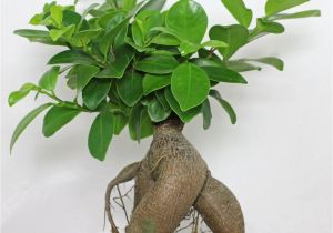 Care Instructions for Ficus Microcarpa Ginseng Ficus Pflege Ficus Ginseng Bonsai Oder Baum