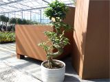 Care Instructions for Ficus Microcarpa Ginseng Ficus Pflege Ficus Ginseng Bonsai Oder Baum