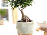 Care Instructions for Ficus Microcarpa Ginseng Ficus Pflege Ficus Ginseng Bonsai Oder Baum